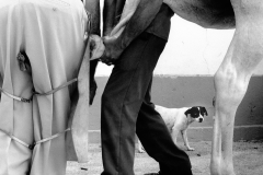 Horse fair, Jerez de la Frontera, Spain
