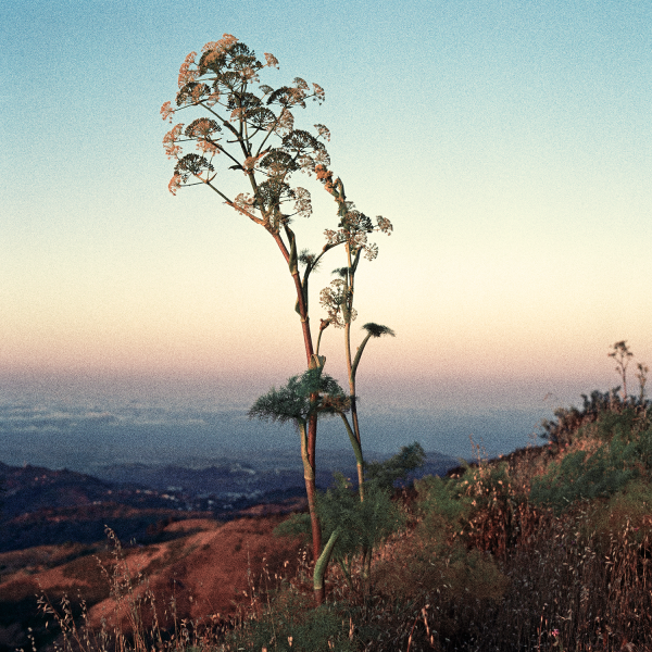 Photo by Francesca Phillips of a cañaheja plant. Prints page